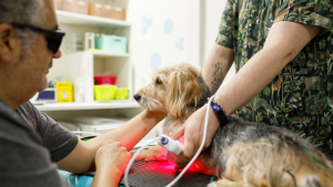 Doing laser of pet
