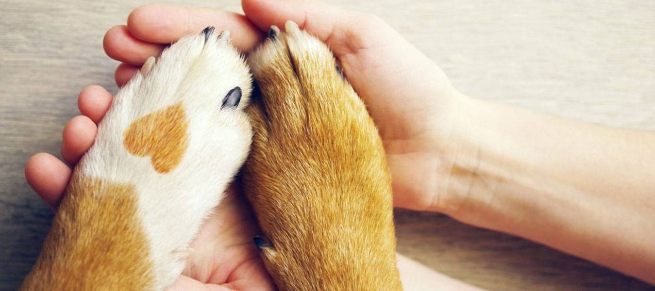 Best Family Pet Hospital in Aliana TX